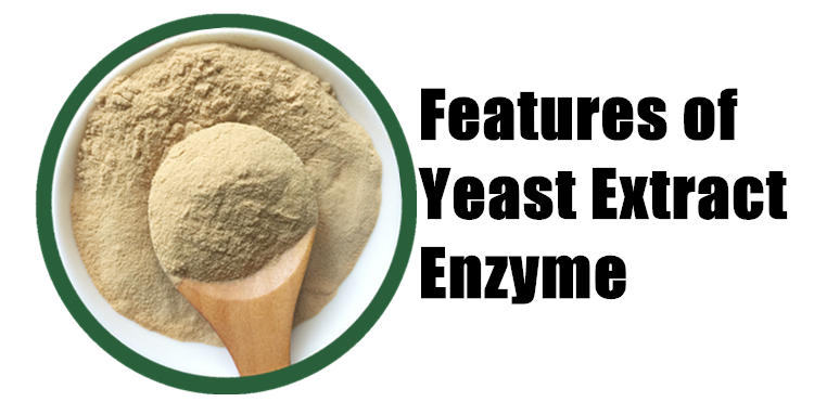 what-is-yeast-extract-enzyme