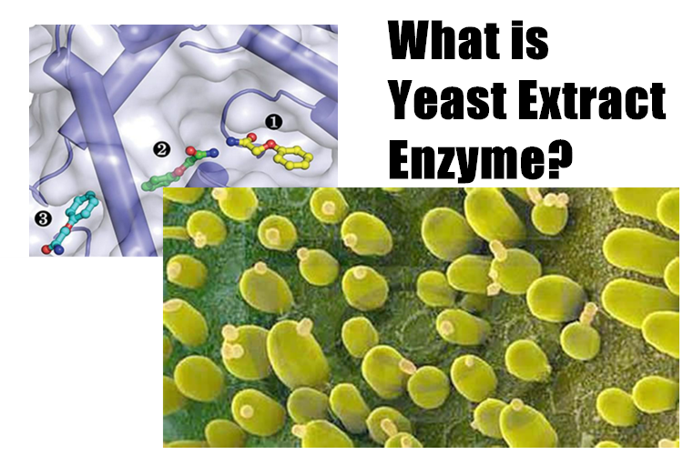 what-is-yeast-extract-enzyme