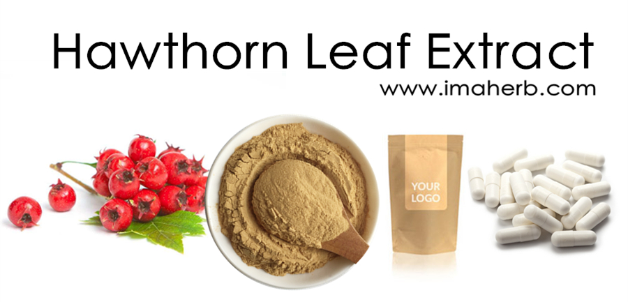 Hawthorn Leaf Extract 1739