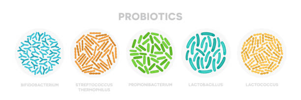 Lactobacillus Rhamnosus