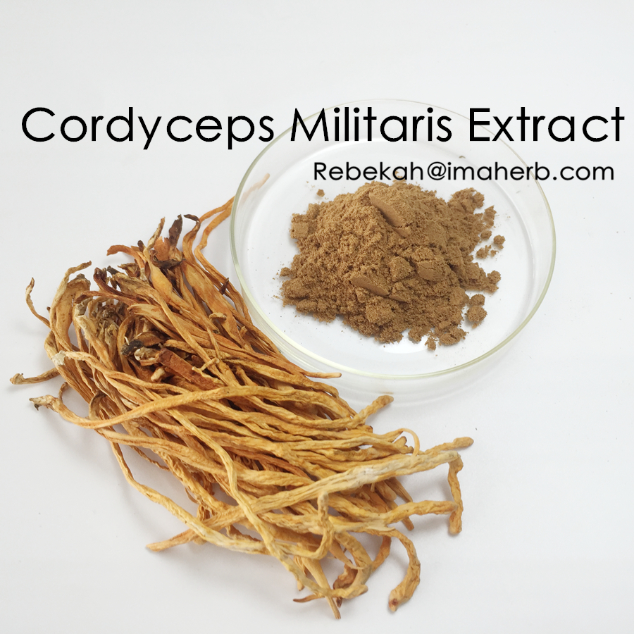 High Quality Cordyceps Militaris Extract Cordycepin